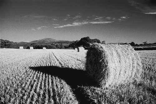 Straw bales