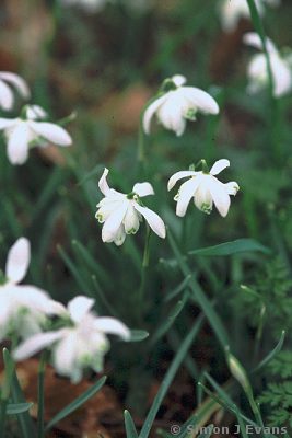 Snowdrops at Attingham Park