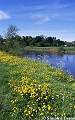 Buttercups by the River Severn, Frankwell, Shrewsbury
