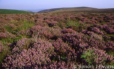 Heather on the Long Mynd